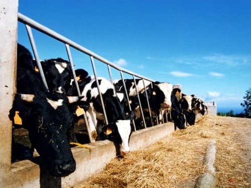 phoca thumb l achada7